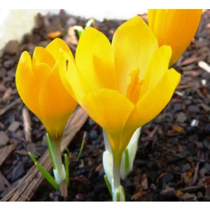 Crocus cvijicii ex. - Krókusz