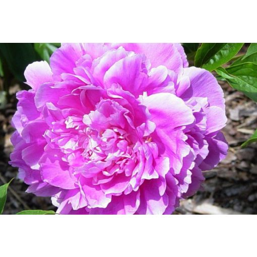 Paeonia Ruth Cobb - Bazsarózsa