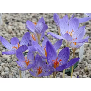 Crocus armeniensis - Őszi krókusz