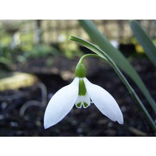 Galanthus gracilis Yamanlar - Hóvirág