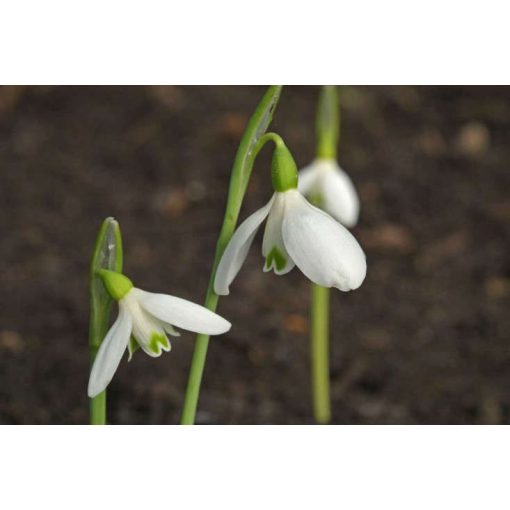 Galanthus peshmenii - Hóvirág