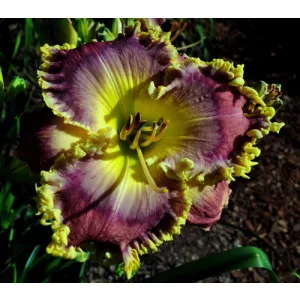 Hemerocallis Beyond Pluto - Sásliliom