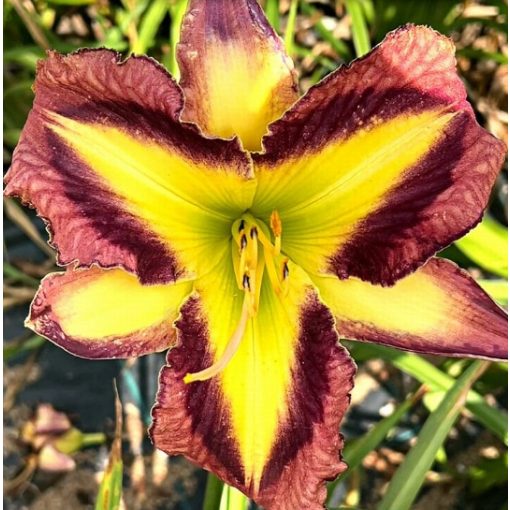 Hemerocallis Halloween Prism - Sásliliom