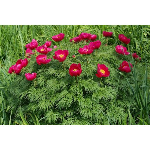 Paeonia tenuifolia - Kaporlevelű bazsarózsa