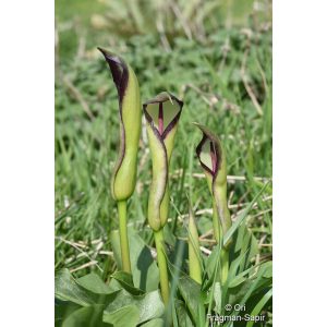 Arum euxinum