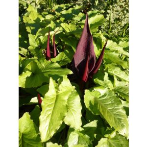 Arum purpureospathum
