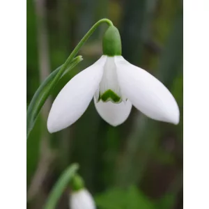 Galanthus Mrs MacNamara - Hóvirág