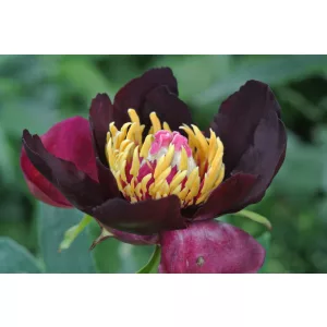 Paeonia Itoh Dark Eyes - Bazsarózsa