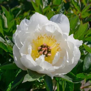 Paeonia Itoh Love Affair - Bazsarózsa