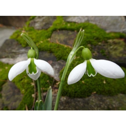 Galanthus Merlin - Hóvirág