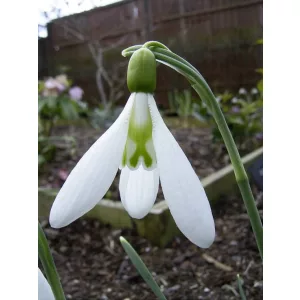 Galanthus David Shackleton - Hóvirág