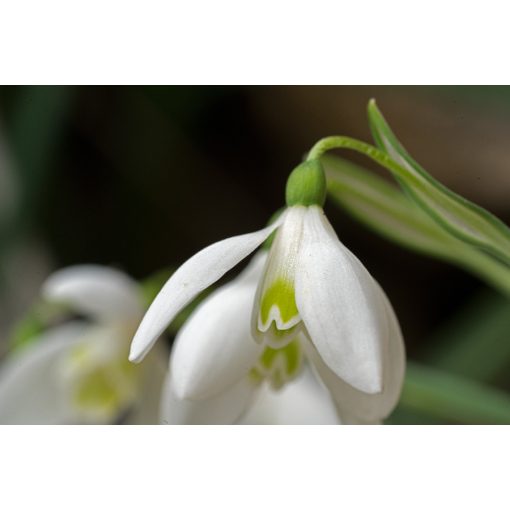 Galanthus peshmenii Kastellorizo Rix - Hóvirág