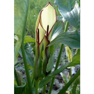 Arum hygrophilum