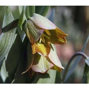 Fritillaria thessala Milea