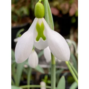 Galanthus Little John - Hóvirág