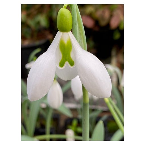 Galanthus Little John - Hóvirág