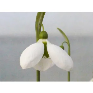 Galanthus Melanie Broughton - Hóvirág