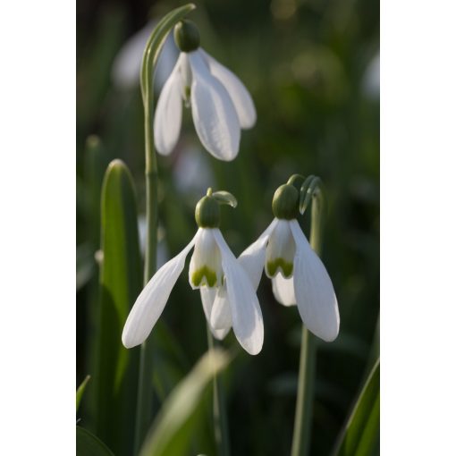 Galanthus plicatus Baxendales Late - Hóvirág