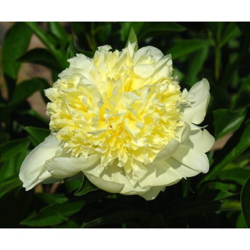 Paeonia Goldilocks - Bazsarózsa