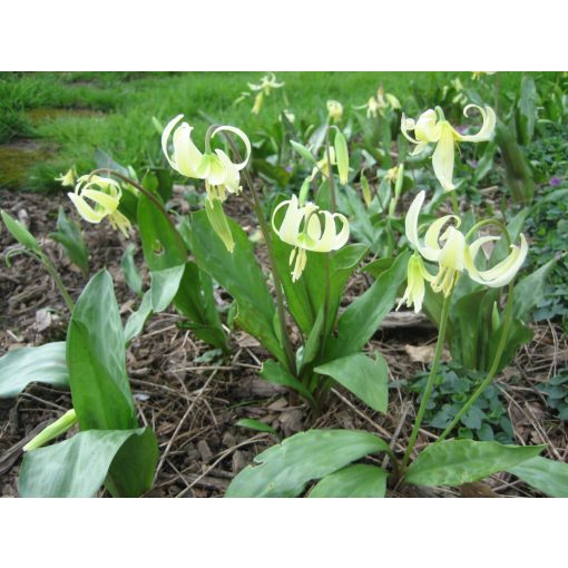 Erythronium oregonum - Kakasmandikó