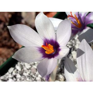 Crocus mathewi - Őszi krókusz