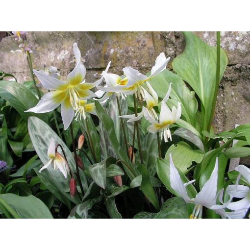 Erythronium cliftonii - Kakasmandikó