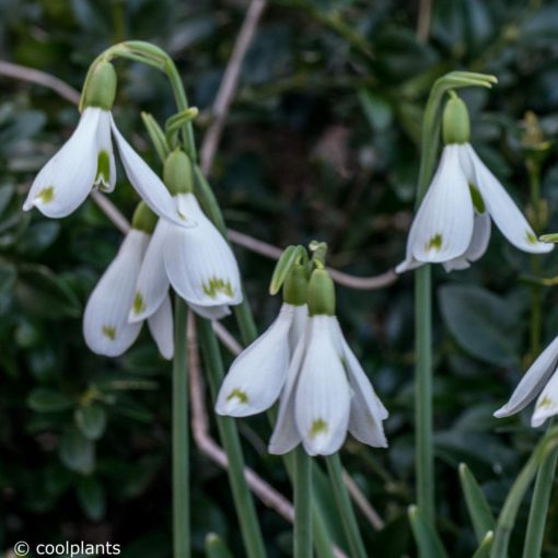 Galanthus David Baker - Hóvirág