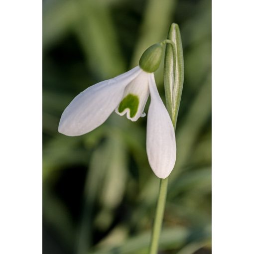 Galanthus rizehensis Baytop - Hóvirág