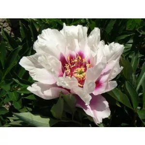 Paeonia Itoh Raggedy Ann - Bazsarózsa