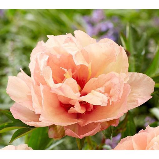 Paeonia Itoh Royal Blush - Bazsarózsa