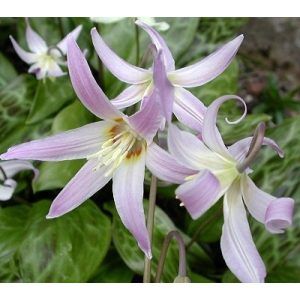 Erythronium Natalie - Kakasmandikó