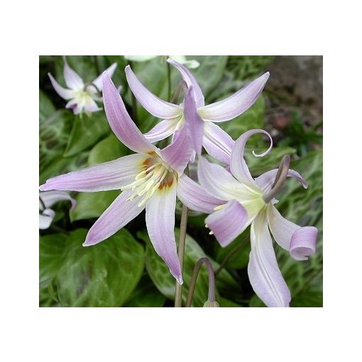 Erythronium Natalie - Kakasmandikó