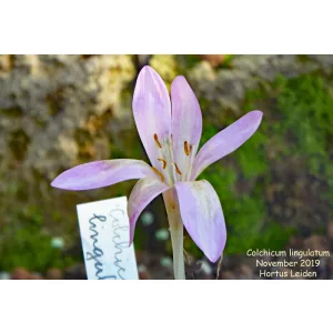 Colchium lingulatum - Kikerics