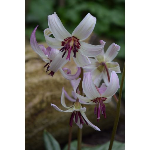 Erythronium hendersonii - Kakasmandikó