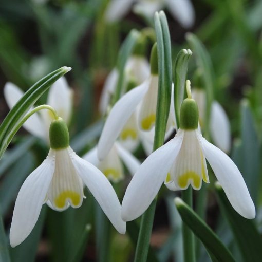 Galanthus Blonde inge - Hóvirág