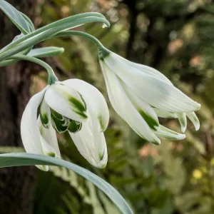 Galanthus Starling - Hóvirág