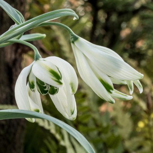 Galanthus Starling - Hóvirág