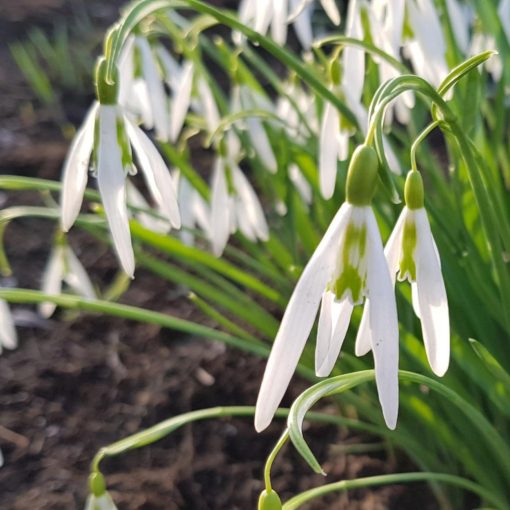 Galanthus Wasp - Hóvirág