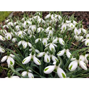 Galanthus Trumps - Hóvirág