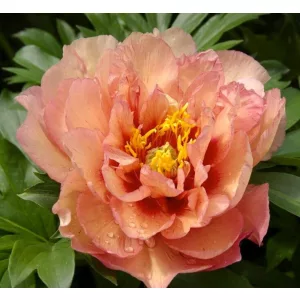 Paeonia Itoh Copper Kettle - Bazsarózsa