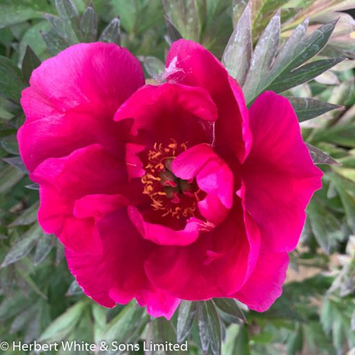 Paeonia Itoh Unique - Bazsarózsa