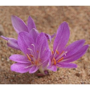 Colchium chalcedonicum punctatum - Kikerics