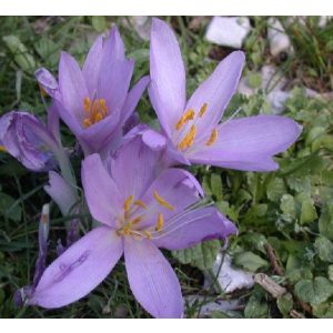 Colchium sanguicolle - Kikerics