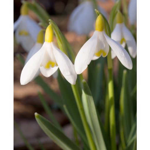 Galanthus nivalis sandersii - Hóvirág