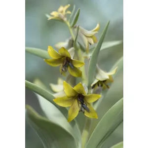 Fritillaria sewerzowii Yellow