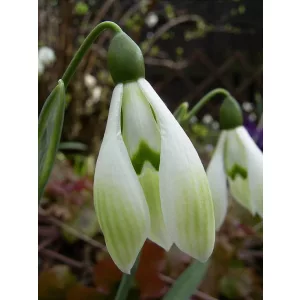 Galanthus Cowhouse Green - Hóvirág