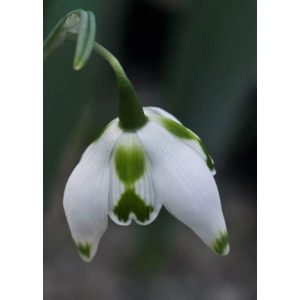 Galanthus Franz Josef - Hóvirág