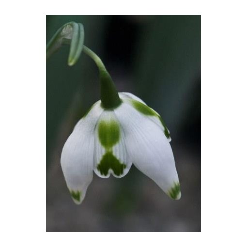 Galanthus Franz Josef - Hóvirág