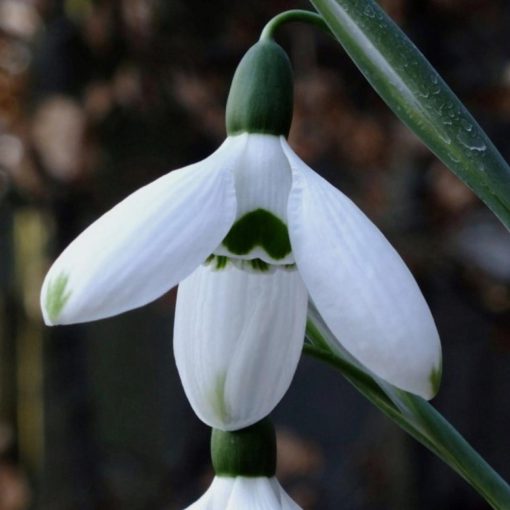 Galanthus Hercule - Hóvirág