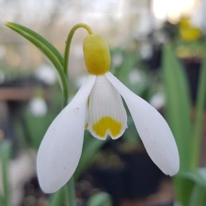 Galanthus Primrose Warburg - Hóvirág